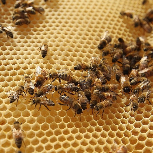 Trigona Bee Products 银蜂产品